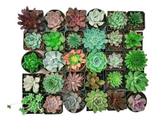 Imagen 6 de 8 de Echeverias 30 Pzas Diferentes