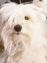 Comprar Bichon Maltes, Busca Novia Maltes, Cotton Tulear, Maldonado 