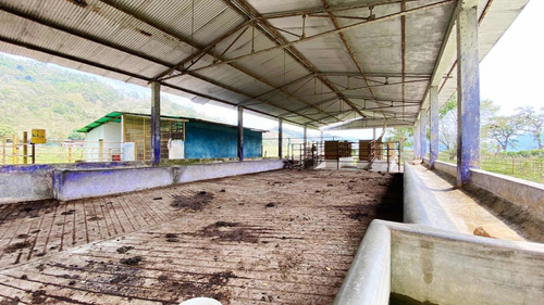 Imagen 18 de 30 de Finca Ganadera En Venta Táchira