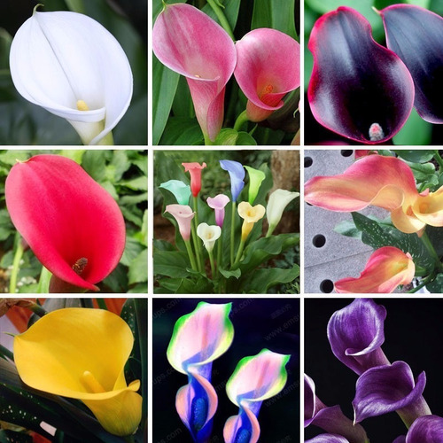 Kit 100 Sementes De Lirio Calla, Colorido, Jardins, Vasos