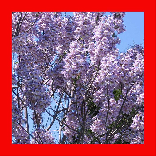 Imagem 3 de 6 de 50 Sementes De Kiri Japonês - Paulownia Elongata Árvore
