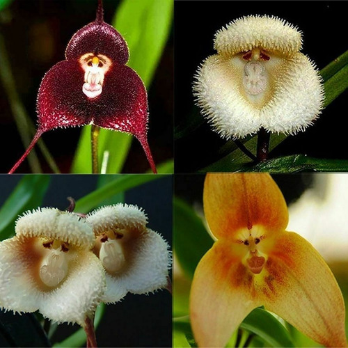 Semillas Orquídea Cara De Mono Mixtas Envío A Todo Chile | Cuotas sin  interés