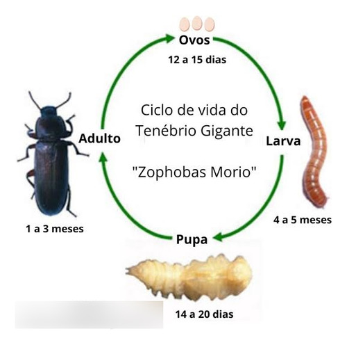 Tenébrio Molitor Vivas 100 Unidades + 20 Tenébrio De Brinde