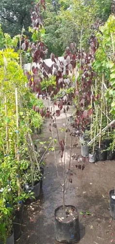 Ciruelo De Jardin, Cerezo Rojo Arbol Frutal Prunus Ceras.e10 (Usado)