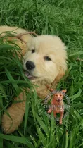 Comprar Preciosos Golden R De Criadero Golden Retriever Argentina