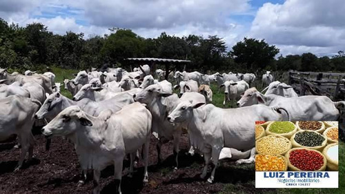 Imagem 2 de 15 de Fazenda À Venda No Vale Do Araguaia - T0 - 36 Alqueirões (dupla Aptidão) - 1675