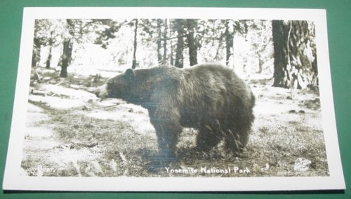 Fotografia Antigua 11x7 Oso Parque Yosemite National Park