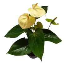 Comprar Planta Anturio Flor Amarillo - Planta Viva
