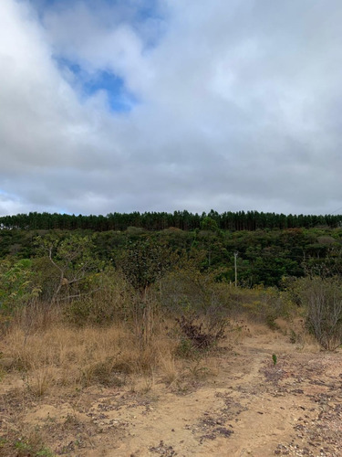 Fazenda De 30 Hectares Com 12 Plantados De Eucalipto