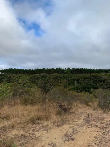 Fazenda De 30 Hectares Com 12 Plantados De Eucalipto