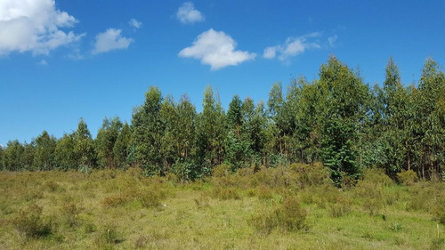 Sierra De Las Animas 401ha Forestadas Con Muy Buen Casco A Minutos Del Mar