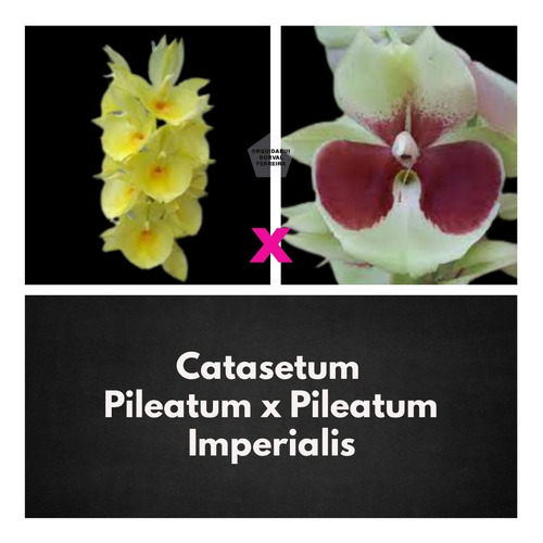 Orquidea Catasetum Pileatum Amarelo X Pileatum Imperialis | Parcelamento  sem juros