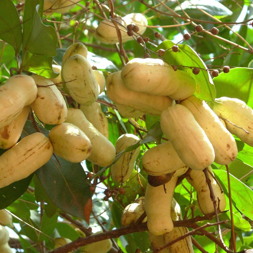 Planta De Inga Laurina, Bonita Frutal, Pregunte Costo Envio
