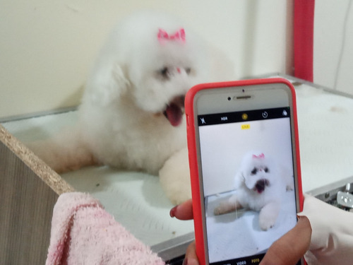 Imagen 3 de 9 de Peluqueria Canina Y Felina,baños , Corte D Raza,palermo Soho
