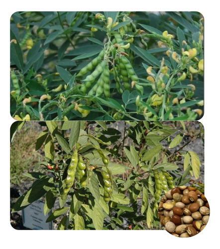 Feijão Guandu Fava Larga 10kg De Sementes Adubação Verde