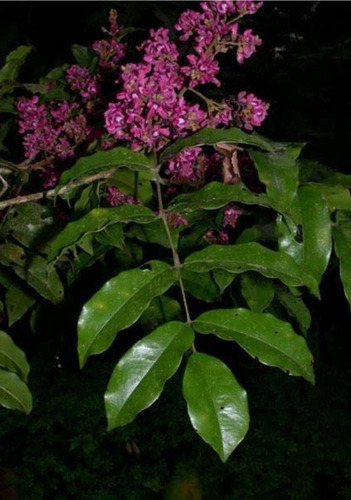 2 Andira Inermis Macayo Flor Rosa No Semilla Envío Gratis!!