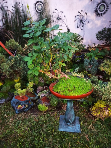 Bonsai De Rosal