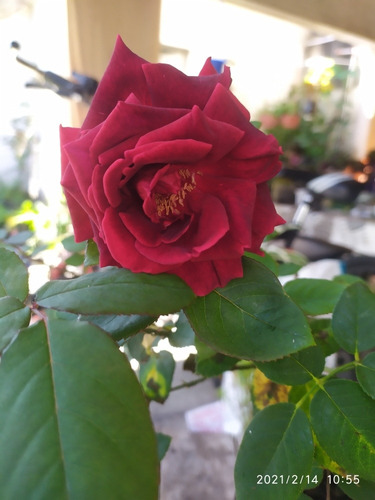  Rosal Mister Lincoln.  Muy Perfumado