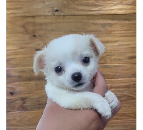 Lindos Filhotes De Chihuahua Disponíveis