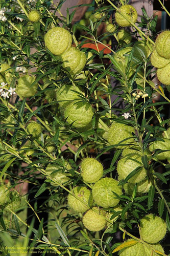 Imagem 5 de 10 de Sementes De Planta Balão - Saco De Velho - Asclepias Flor
