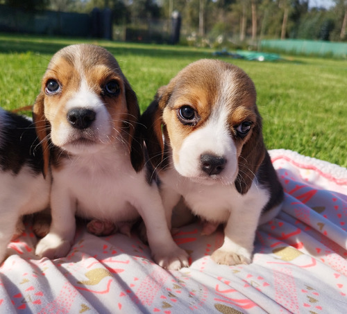 Hermosos Beagle Enano Padres Inscritos