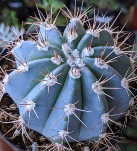 Melocactus Azureus, Mp