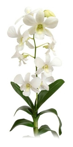 Muda De Orquídeas Dendrobium Denphal | Parcelamento sem juros