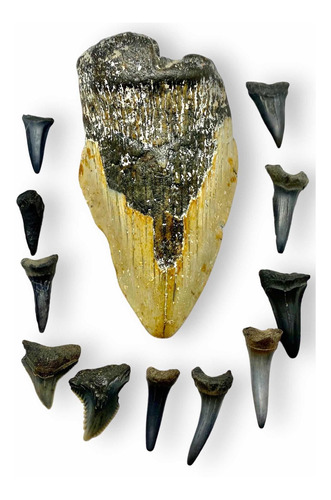 Fósil Diente De Megalodon 8.2 Cms + 11 Fósiles De Tiburón