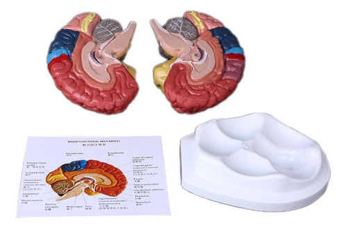 Anatomía Del Modelo De Área Funcional Del Cerebro Humano De