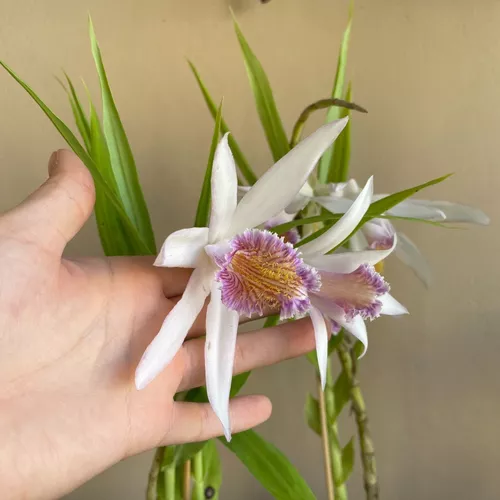 Orquídea Terrestre Exótica Thunia Marshalliana Roxa Coleção | Orquidário  Shirozu