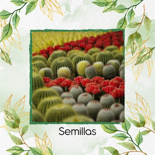 60 Semillas Cactus Erizo Y Gorra Amarilla Y Roja (39)