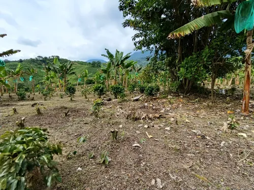 Se Vende Finca Quebradanegra Calarcá Quindío
