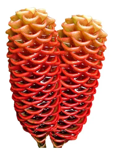 comprar 1 Mudas É Rizoma Com Raiz Inico Broto Helicônia Sorvetão