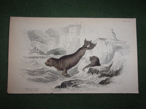 Otario Otaria Pusilia The Cape Otary Grabado De 1833