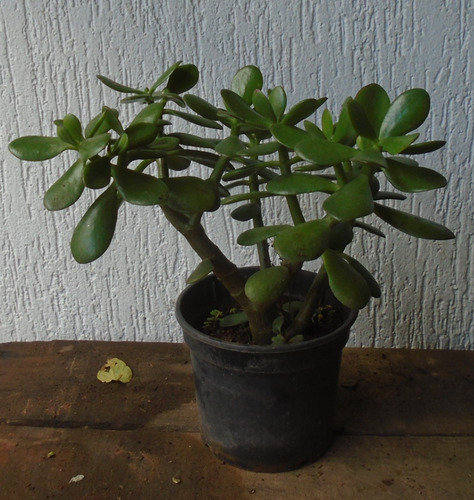 Suculenta Jade: 2 (dois) Vasos Pote 15