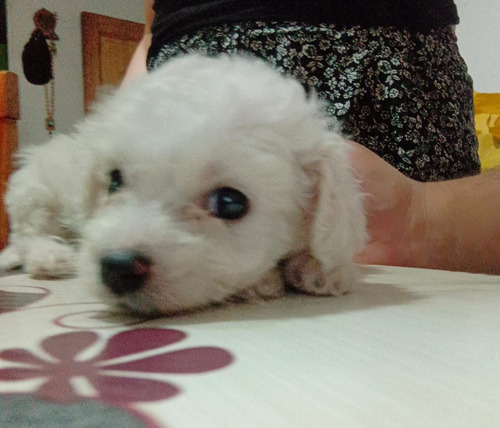 Poodle Mini Toy Blanca Nieve 