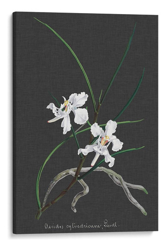 Canvas Lab Cuadro Orquídea En La Pizarra Ii 90x135