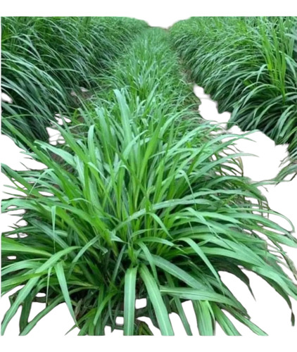 50kg Semilla Pasto Cuba22 Doble Proposito