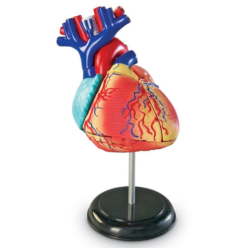 Modelo Corazón Humano Anatomía Figura Juego Didáctico 29 Pzs
