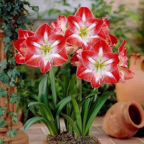 Bulbos De Flores | Amarílis Amaryllis + Fastgrow | Parcelamento sem juros