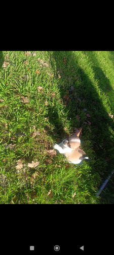 Chihuahuas Puros. Minis Blanco