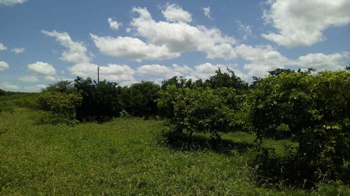 Imagem 2 de 14 de Vendo Linda Chácara Com 22 Hectares Com Bastante Frutas