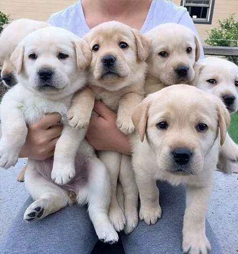 Hermosos Cachorros Labrador Arena