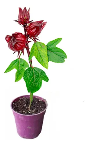 comprar Planta Hibiscus Flor De Jamaica