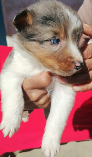 Hermosos Cachorros Border Collie 