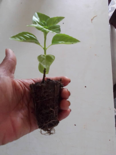 Plantas Pequeñas Para Trasplantar