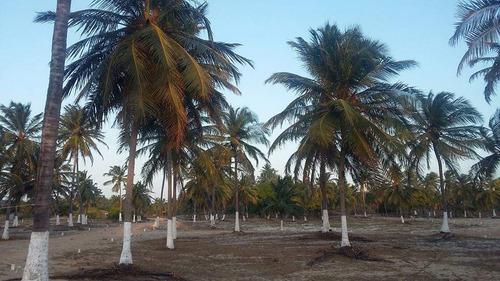 Terreno À Venda Em Icaraízinho De Amontada - Excelente Localização!