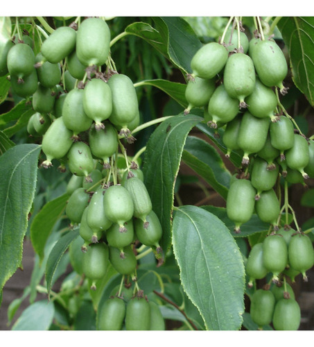 Mini Kiwi - Kiwi Berry - Actinidia Arguta Fruta 25 Semillas