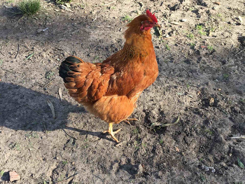 Huevos Fertiles  De Gallinas De Campo