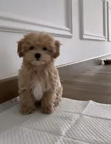 Comprar Cachorros Bichon Habanero. Magnífica Calidad. 